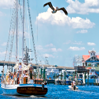 sailboat and pelican in destin harbor
