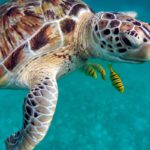 sea turtle and colorful fish in Destin