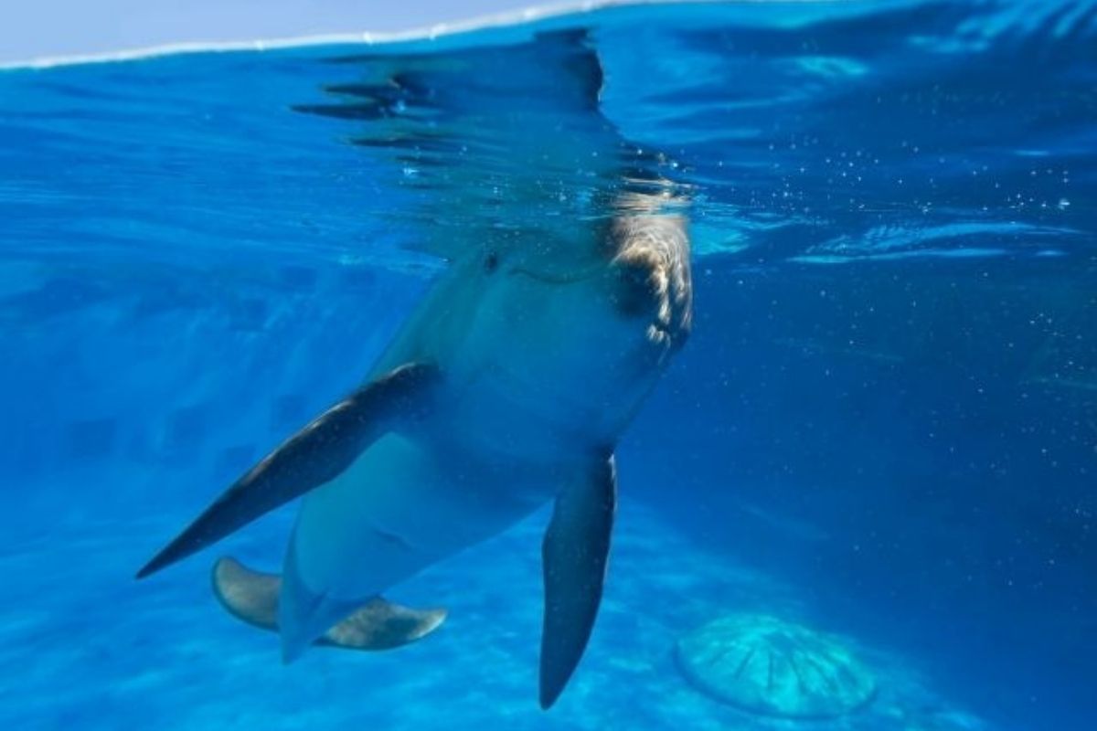 dolphin at the Gulfarium Marine Adventure Park
